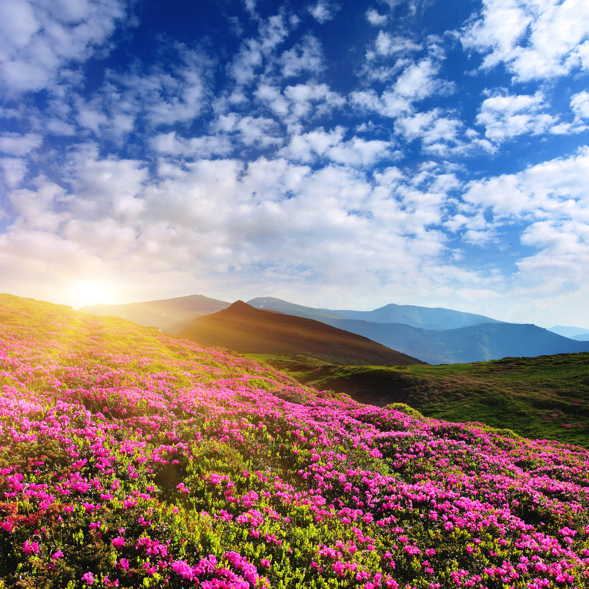 4-piece-aluminium-print-flowery-mountain-landscape