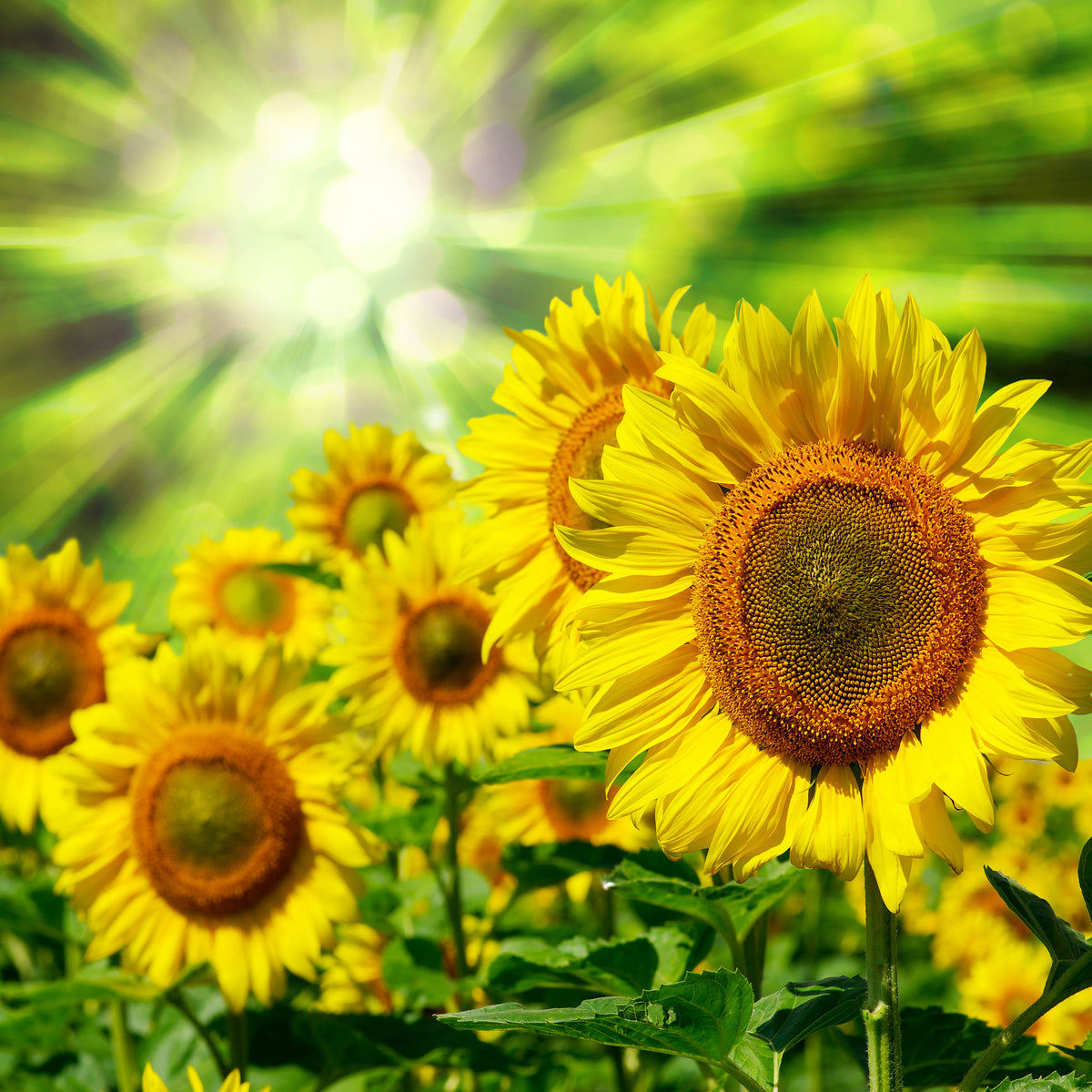 9-piece-acrylic-print-the-sun-and-the-flowers