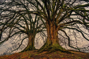 3-piece-aluminium-print-ghostly-trees