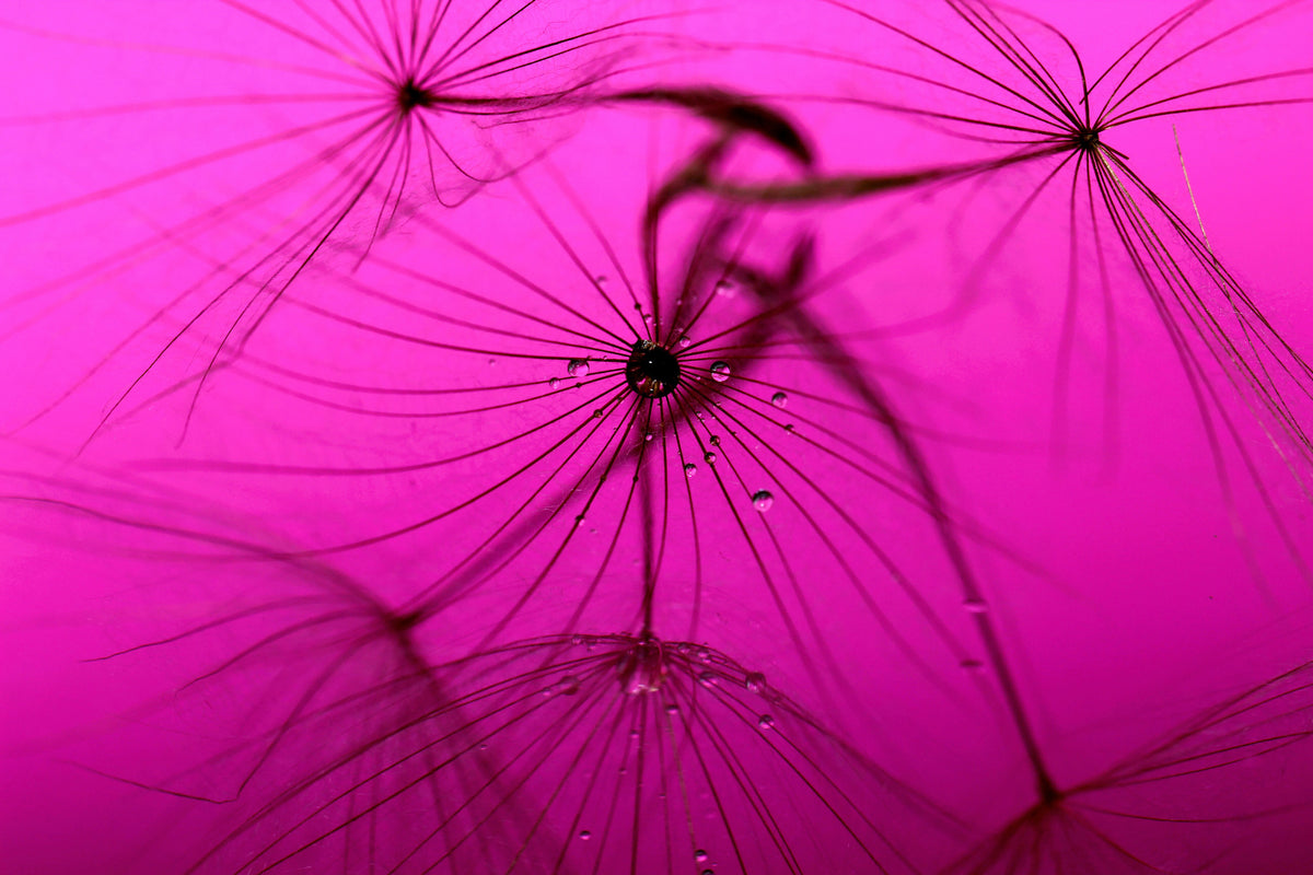 framedcanvas-print-dandelion-in-pink