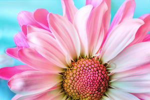canvas-print-colored-flower