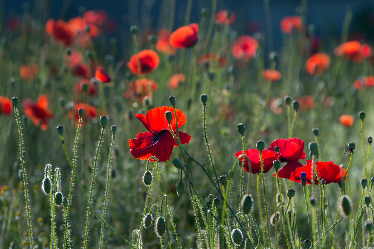 3-piece-aluminium-print-wild-poppy