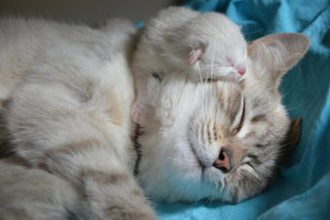 framedcanvas-print-cats-mom-with-baby
