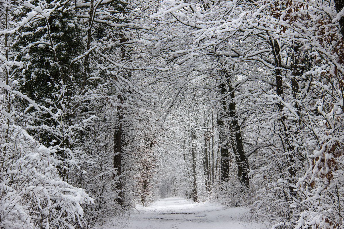 3-piece-canvas-print-enchanted-winter-forest