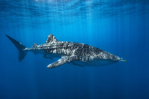 framedposter-print-whale-shark-in-the-blue-x