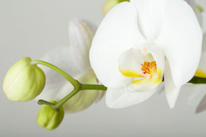 3-piece-acrylic-print-giant-orchid
