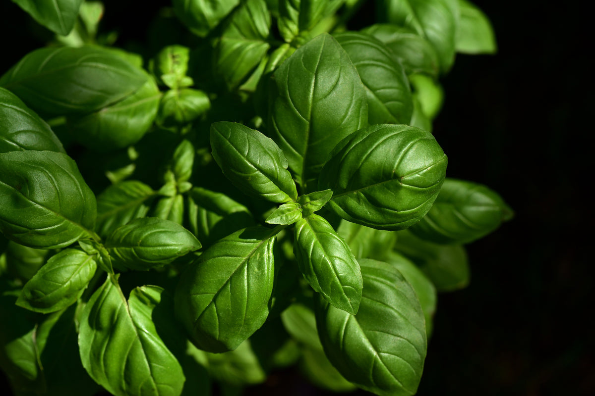 canvas-print-basil-in-xl