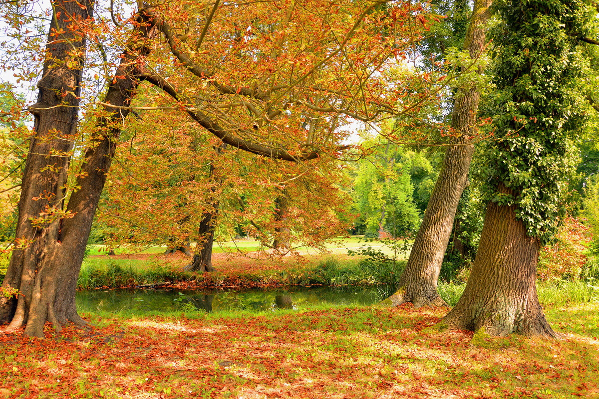 3-piece-acrylic-print-in-the-middle-of-autumn-trees
