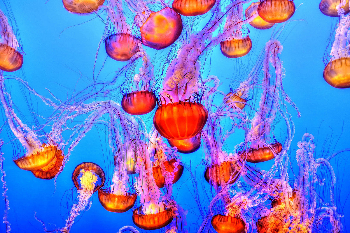 acrylic-print-colorful-jellyfish