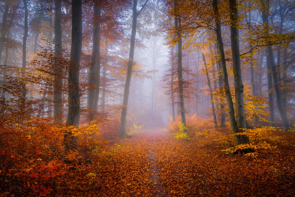 canvas-print-october-trail-x