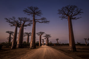 poster-print-allace-des-baobabs-x