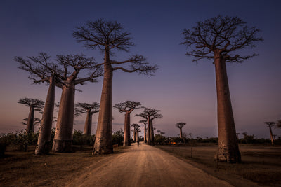 poster-print-allace-des-baobabs-x