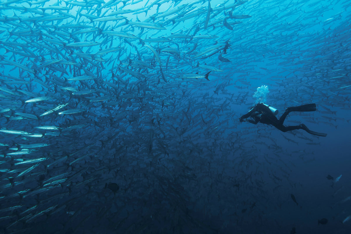 poster-print-in-a-fishschool-of-barracudas-x