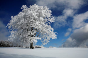 canvas-print-white-windbuche-in-black-forest-x