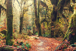 modern-3-piece-canvas-print-fairies-forest