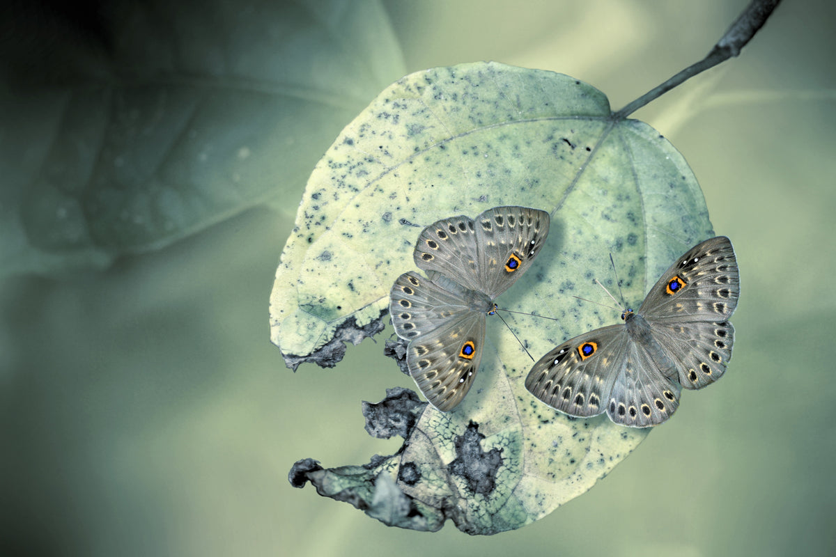 aluminium-print-duet