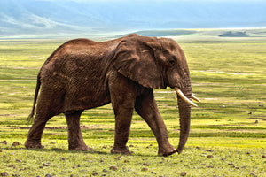 framedcanvas-print-gorgeous-elephant