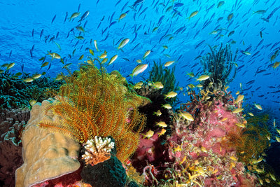 poster-print-reef-at-cabilao-x