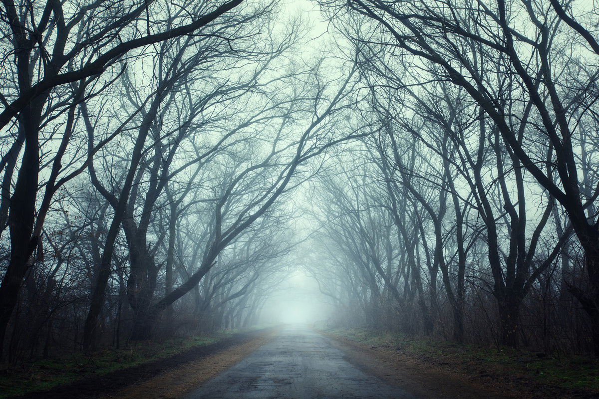 poster-print-cloud-forest