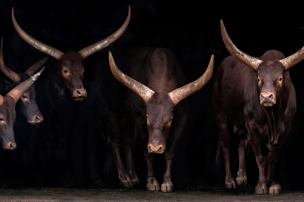 framedcanvas-print-watusi-family-x