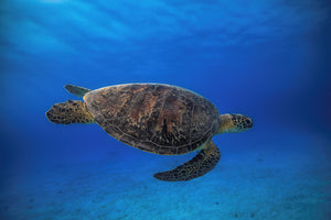 poster-print-green-turtle-in-the-blue