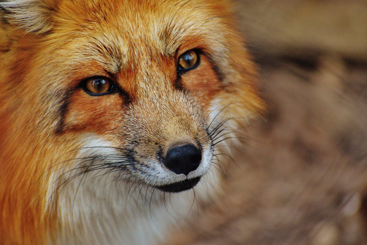 3-piece-aluminium-print-the-fox