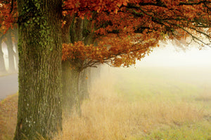 acrylic-print-autumn-fog-x