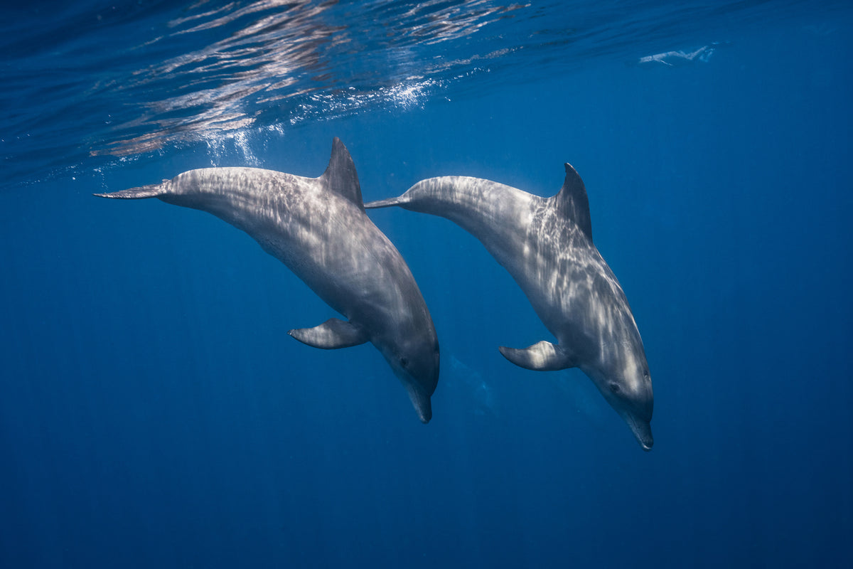 3-piece-canvas-print-two-bottlenose-dolphins