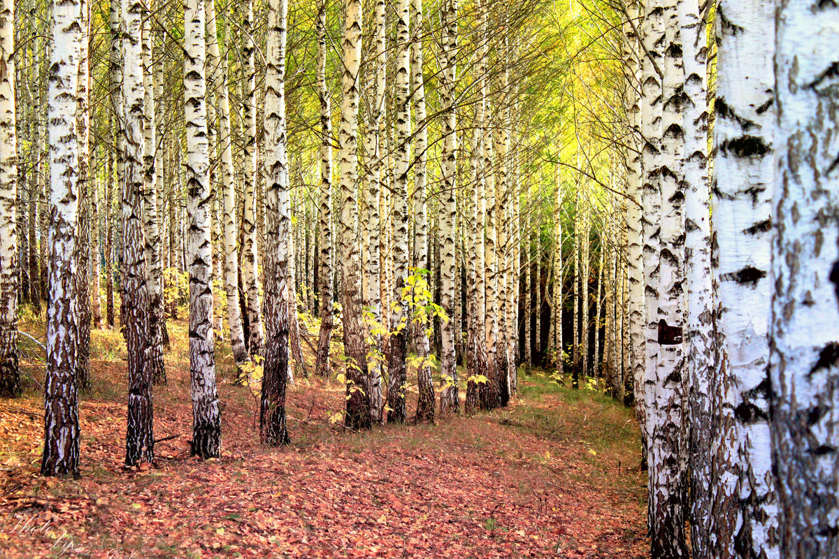 3-piece-aluminium-print-the-path-between-birches