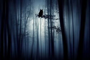 aluminium-print-in-the-forest-x