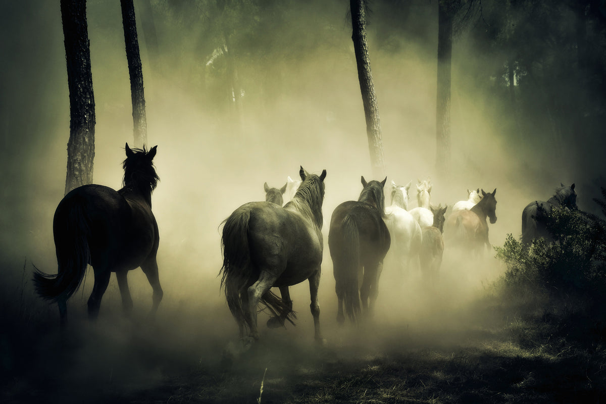 aluminium-print-horses-in-the-forest