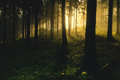 poster-print-sunset-in-the-forest