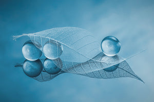 aluminium-print-dry-leaf-and-bubbles-x