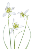 poster-print-galanthus-flore-pleno