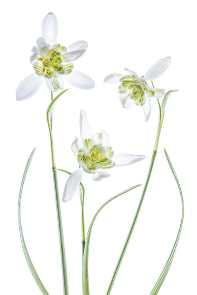 poster-print-galanthus-flore-pleno