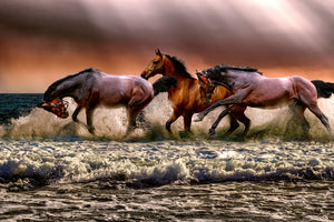 acrylic-print-freedom-for-horses
