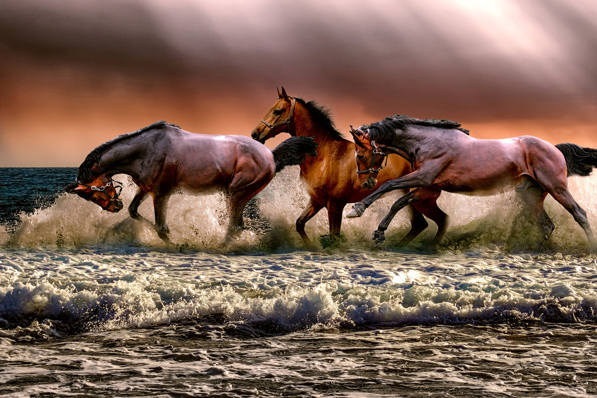 acrylic-print-freedom-for-horses