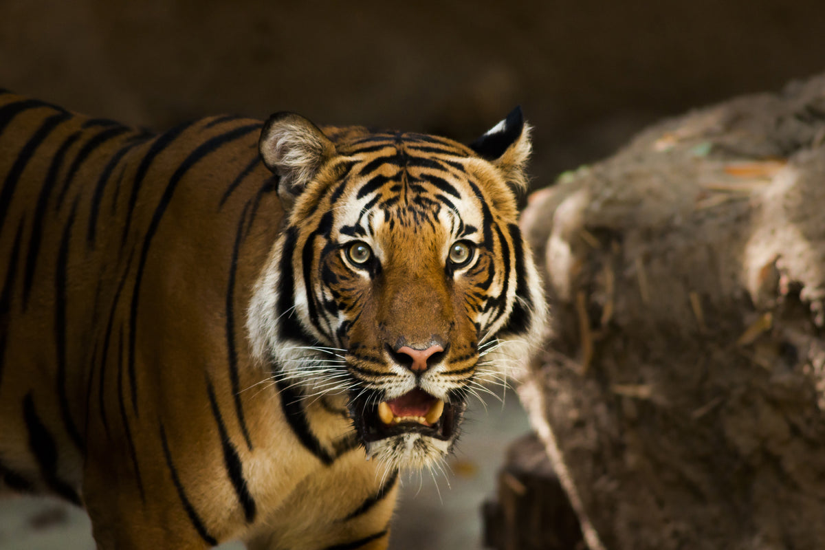 3-piece-canvas-print-sibirian-tiger