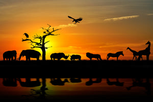framedposter-print-safari-animals-at-sunset