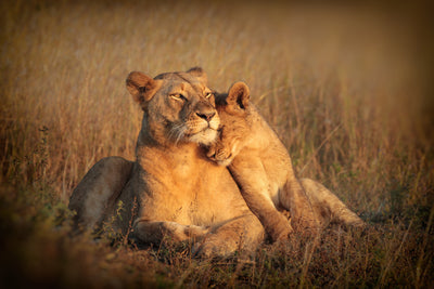poster-print-feline-family-x