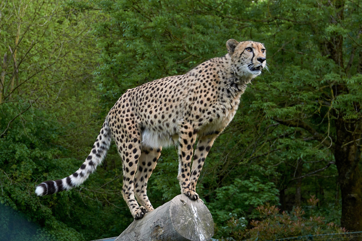 framedposter-print-cheetah-on-the-go