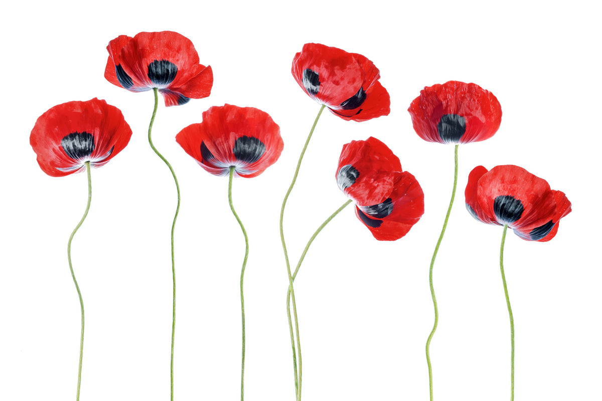poster-print-ladybird-poppies