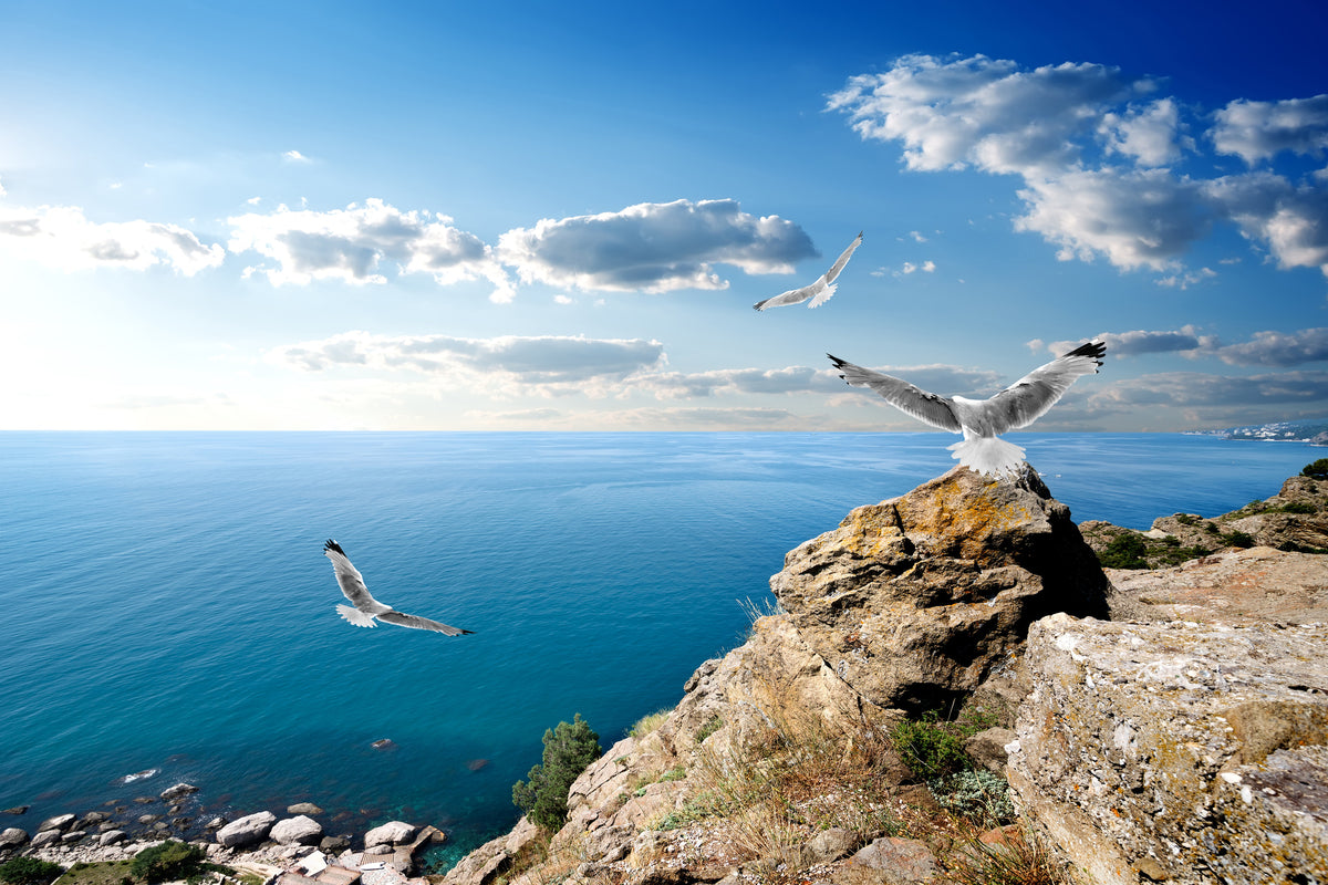 acrylic-print-the-seagulls-and-the-sea