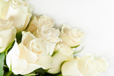 poster-print-white-roses