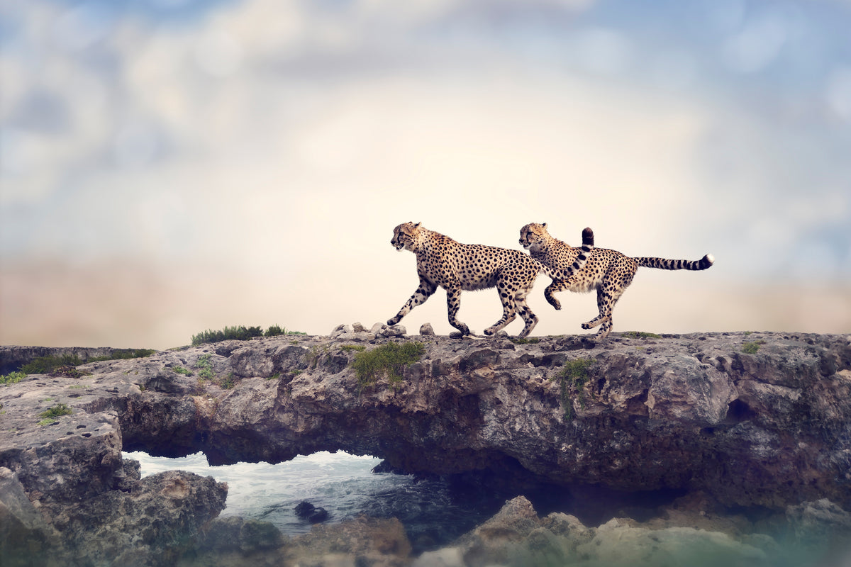 3-piece-canvas-print-two-cheetahs