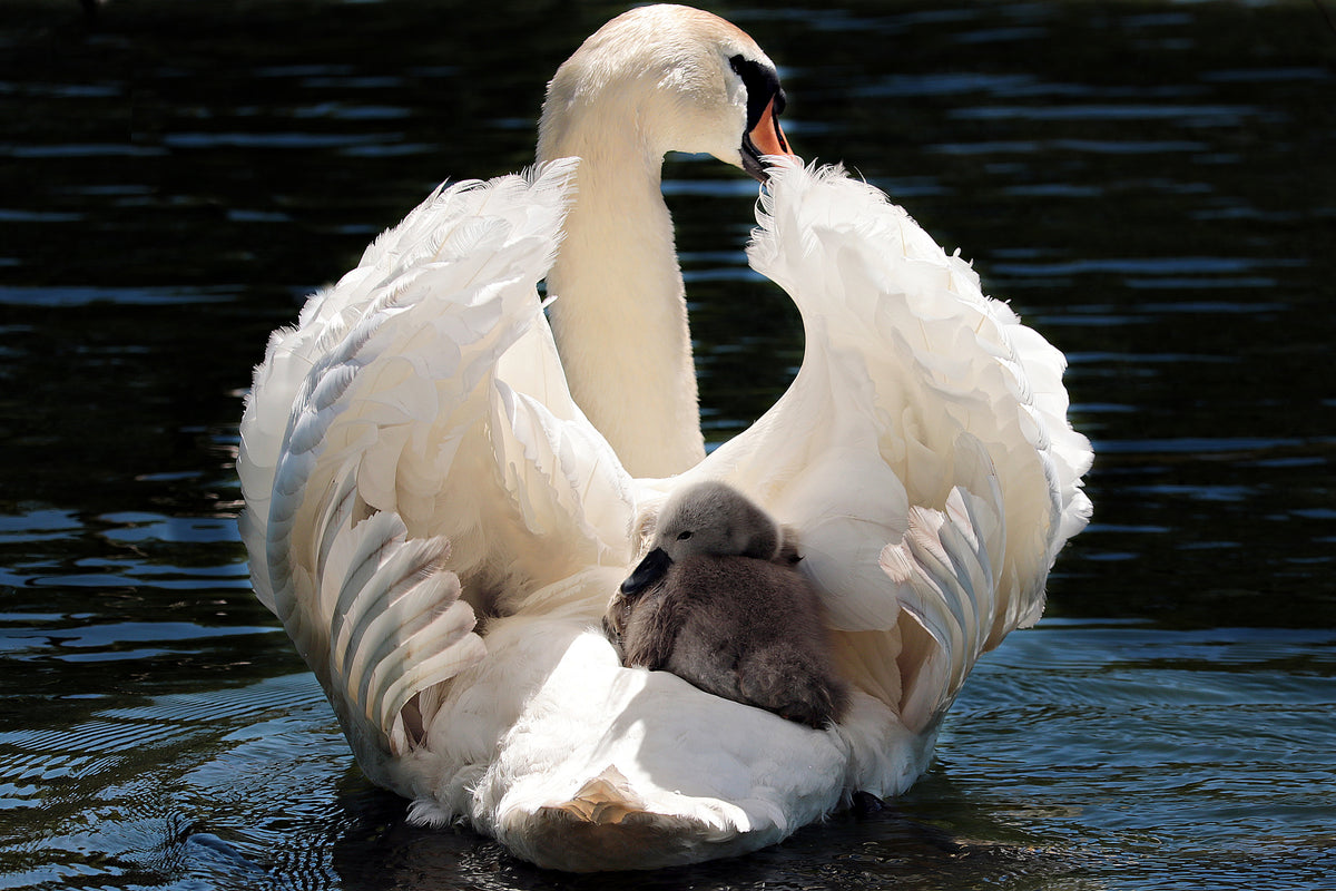 3-piece-canvas-print-mom-and-baby-swan