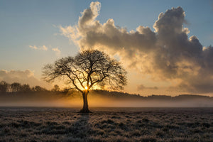 framedposter-print-a-lonely-tree