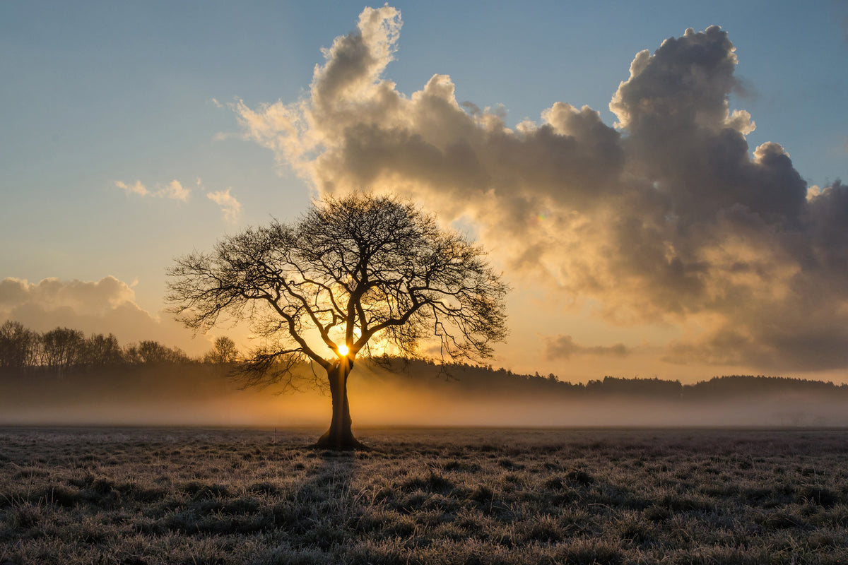 framedposter-print-a-lonely-tree