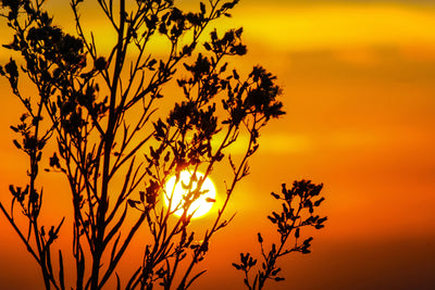 poster-print-a-shrub-in-the-sunset