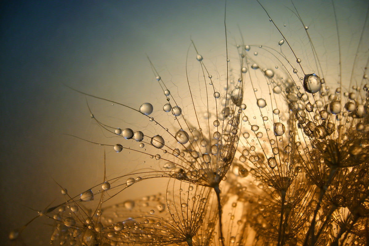 acrylic-print-tender-is-the-night-x